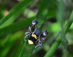 Stegodyphus tibialis