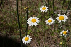 Erigeron aequifolius