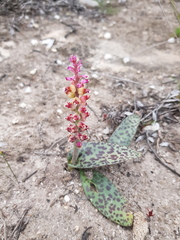 Lachenalia membranacea