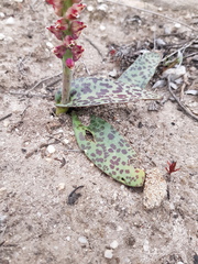 Lachenalia membranacea