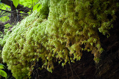 Sphagnum teres