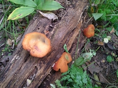 Fungi