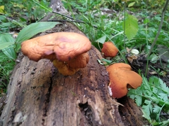 Fungi