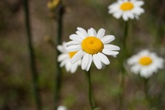 Erigeron aequifolius