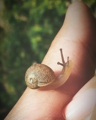 Cornu aspersum