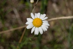 Erigeron aequifolius