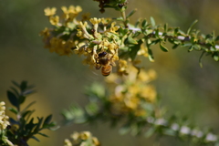 Mulguraea ligustrina