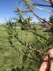 Neodiprion edulicolus