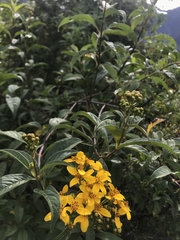 Electranthera mutica