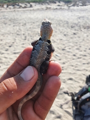 Sceloporus grandaevus