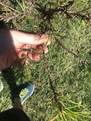 Neodiprion edulicolus