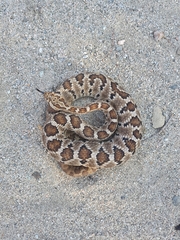 Crotalus enyo