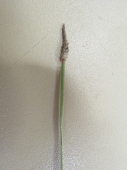 Eleocharis compressa