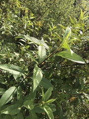 Electranthera mutica