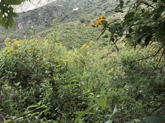 Electranthera mutica