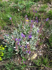 Salvia canescens