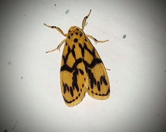 Miltochrista terminospota