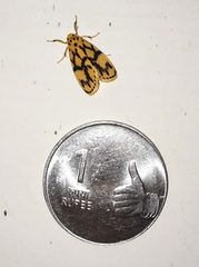 Miltochrista terminospota