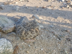 Crotalus mitchellii