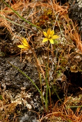 Gagea kuraiensis