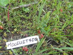 Hermannia ternifolia