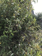 Electranthera mutica