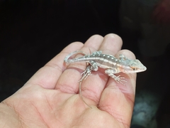 Sceloporus grandaevus