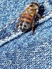 Apis mellifera
