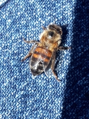 Apis mellifera