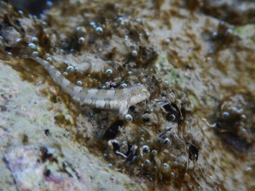 Dalmatian blenny (Microlipophrys dalmatinus) — Blenniidae — 5