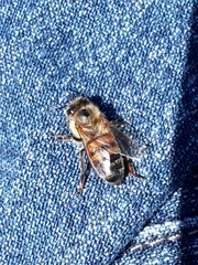 Apis mellifera