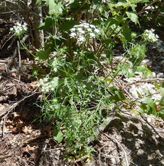 Eurytaenia texana
