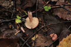 Lactarius spinosulus