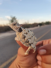 Phrynosoma coronatum
