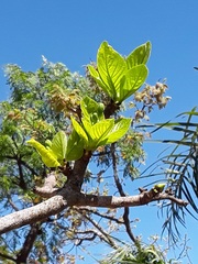 Aspidosperma