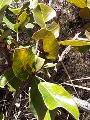 Psidium salutare pohlianum