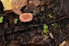 Lactarius spinosulus