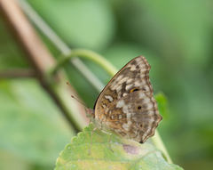 Junonia lemonias