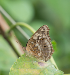 Junonia lemonias