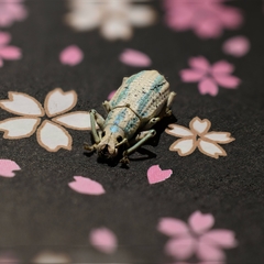 Compsus viridivittatus