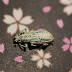 Compsus viridivittatus