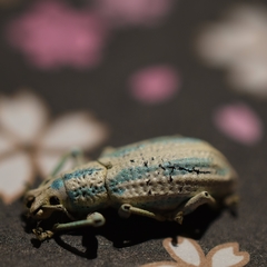 Compsus viridivittatus