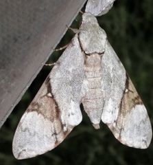Manduca lefeburii