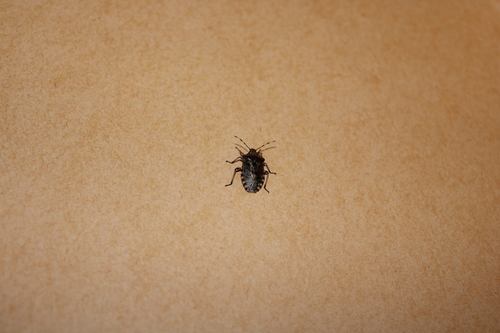 Rhaphigaster nebulosa