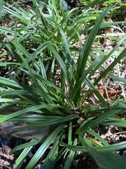 Carex laxiculmis