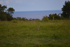 Vanellus melanopterus