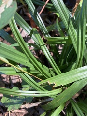 Carex laxiculmis