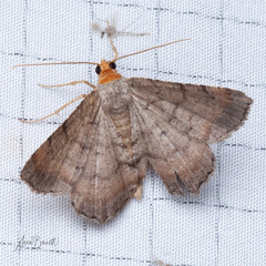 Macaria distribuaria