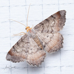 Macaria distribuaria