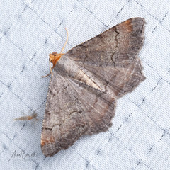 Macaria distribuaria